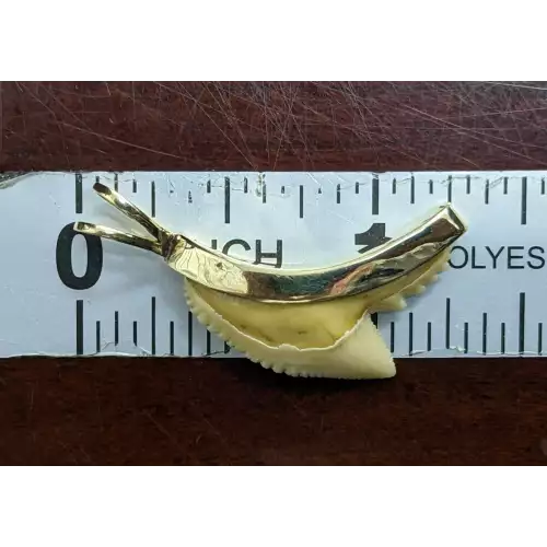 WOW! Custom Shark Tooth Gold Pendant 14k 2.2 Grams 1.25